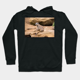 Meerkat on a rock Hoodie